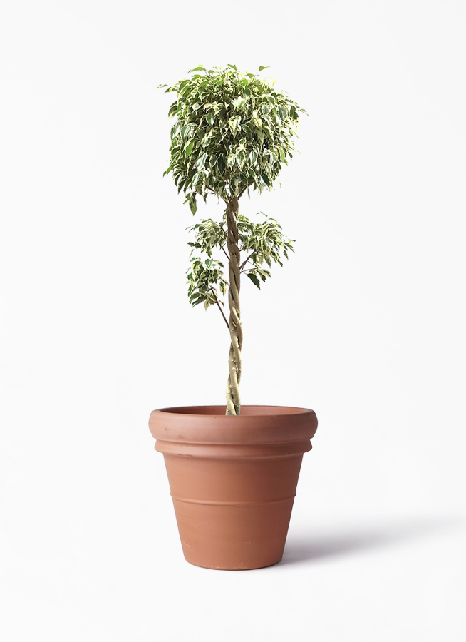 観葉植物 フィカス ベンジャミン 8号 スターライト 玉造り トスカーナ リムポット 付き 観葉植物ならhitohana ひとはな