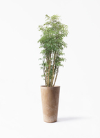 polyscias-161_1.jpg?1623822588