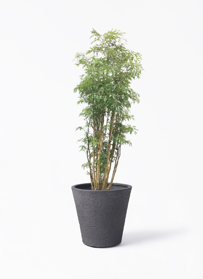 ポリシャス 8号 | 観葉植物の通販ならひとはな