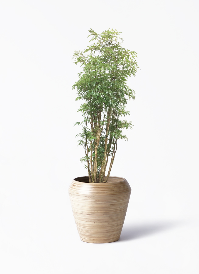 ポリシャス スターシャ | 観葉植物通販HitoHana(ひとはな)