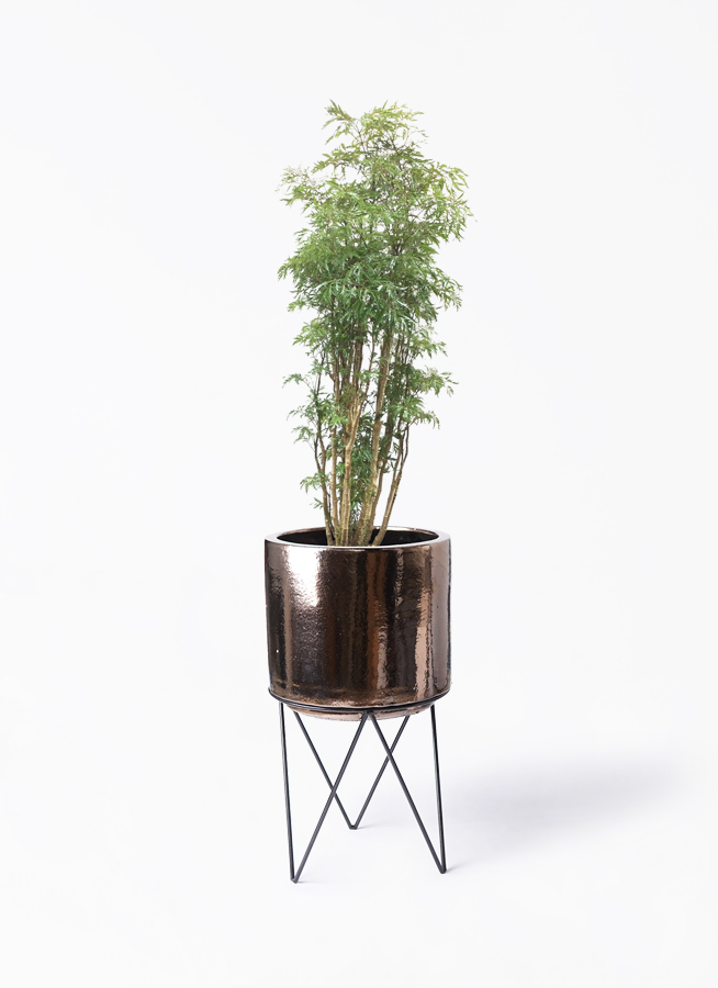 polyscias-84_1.jpg?1623822631