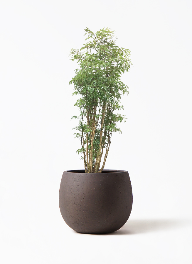 ポリシャス 8号 | 観葉植物の通販ならひとはな