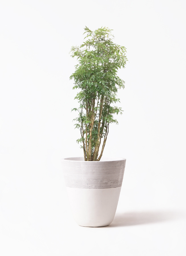 ポリシャス 8号 | 観葉植物の通販ならひとはな