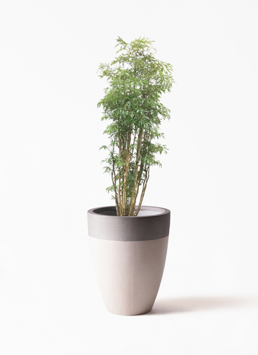 polyscias-20_1.jpg?1623828276