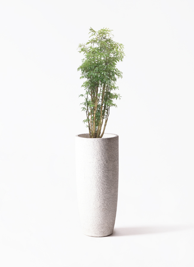 観葉植物 ポリシャス スターシャ 8号 アートストーン ラウンド
