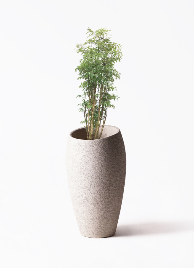 観葉植物 ポリシャス スターシャ 8号 ファイバークレイ Gray 付き