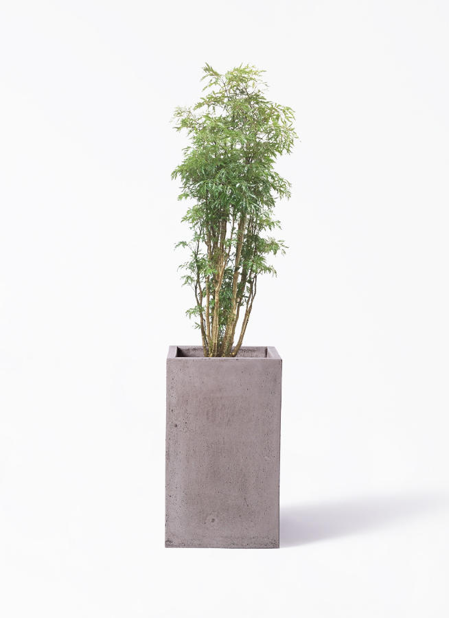 ポリシャス 8号 | 観葉植物の通販ならひとはな
