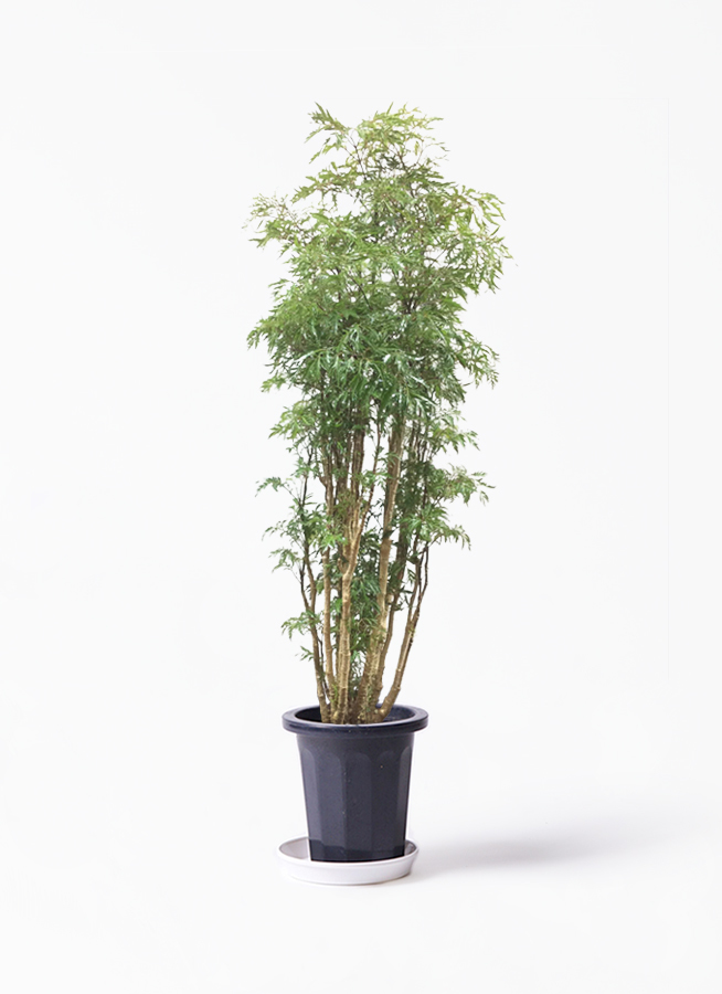 観葉植物 ポリシャス スターシャ 8号 プラスチック鉢 観葉植物ならhitohana ひとはな