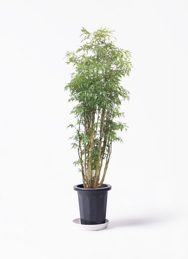 観葉植物 ポリシャス スターシャ 8号 エディラウンド グレイ 付き