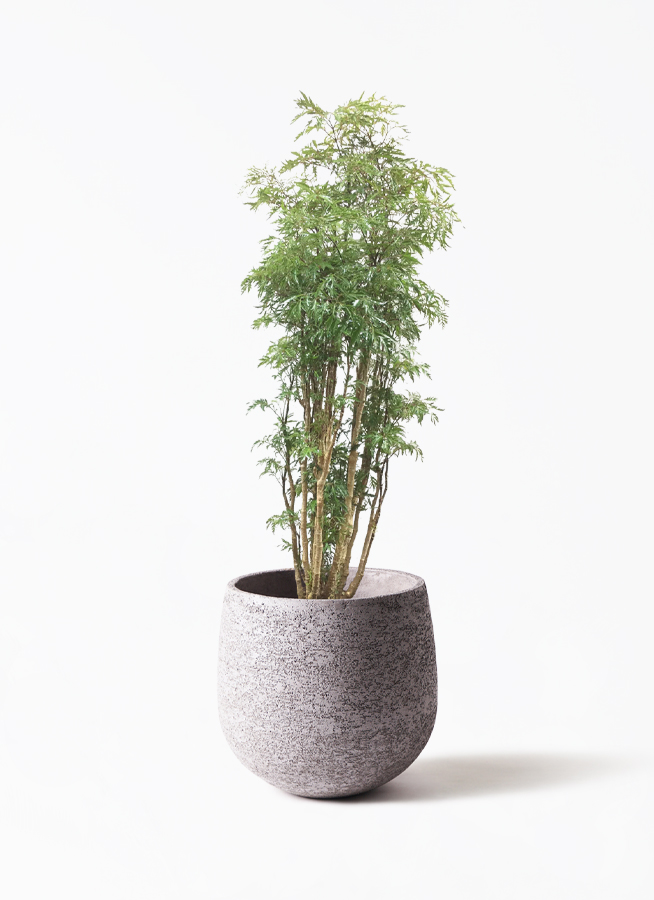 polyscias-2_1.jpg?1623828299