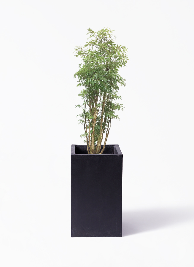 ポリシャス 8号 | 観葉植物の通販ならひとはな
