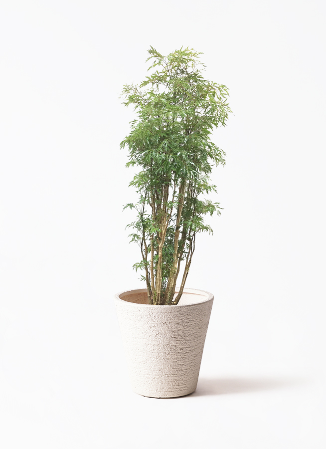 ポリシャス 8号 | 観葉植物の通販ならひとはな