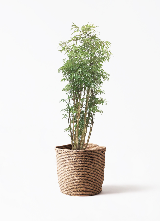 観葉植物 ポリシャス スターシャ 8号 セドナロング グレイ 付き