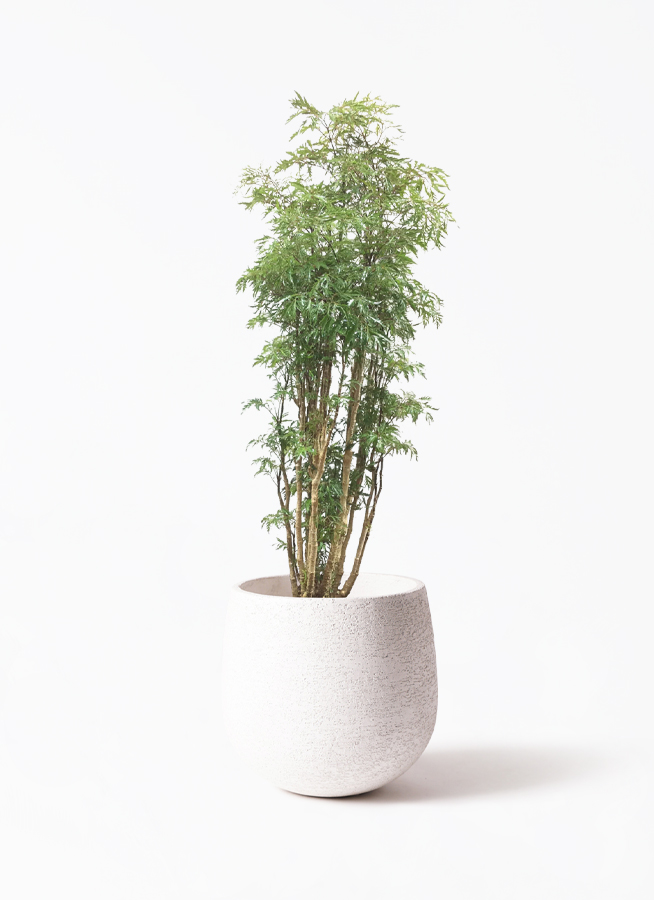 ポリシャス・スターシャB４・繊細な葉が美しい・エレガントなグリーン！ ポリシャス・スターシャB4・繊細な葉が美しい・エレガントな