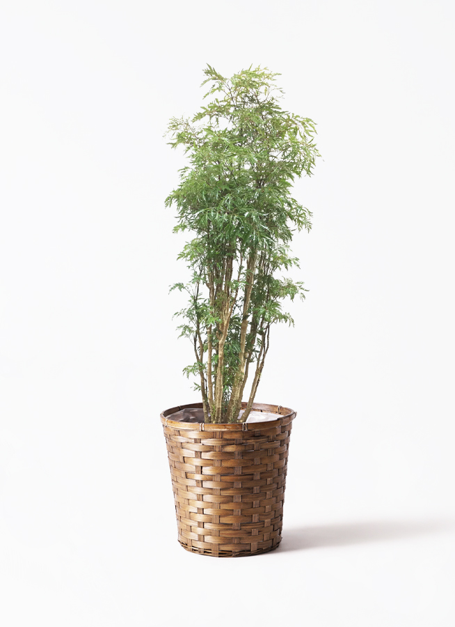 ポリシャス 8号 | 観葉植物の通販ならひとはな
