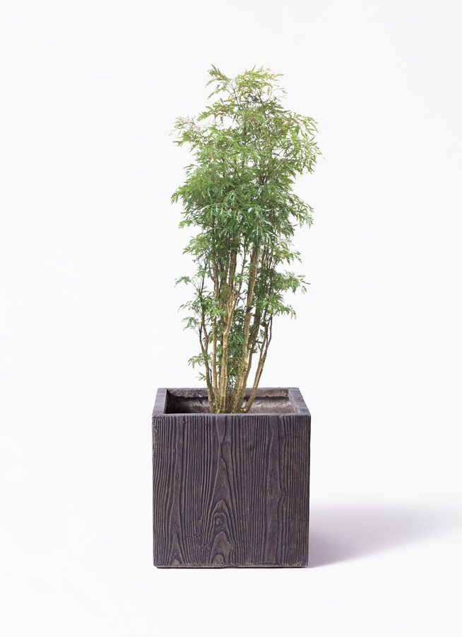 ポリシャス 8号 | 観葉植物の通販ならひとはな