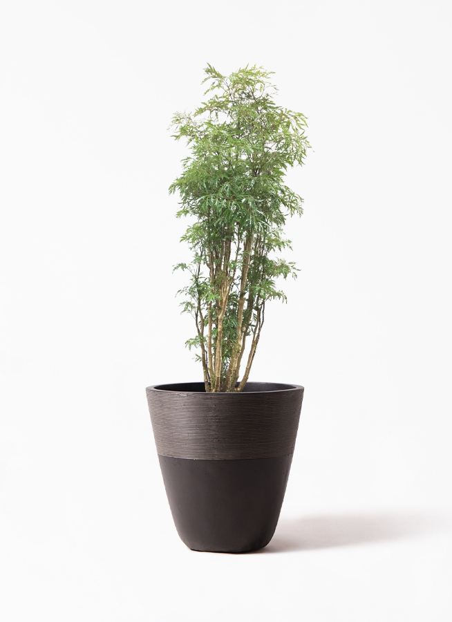 観葉植物 ポリシャス スターシャ 8号 ジュピター 黒 付き 観葉植物ならhitohana ひとはな