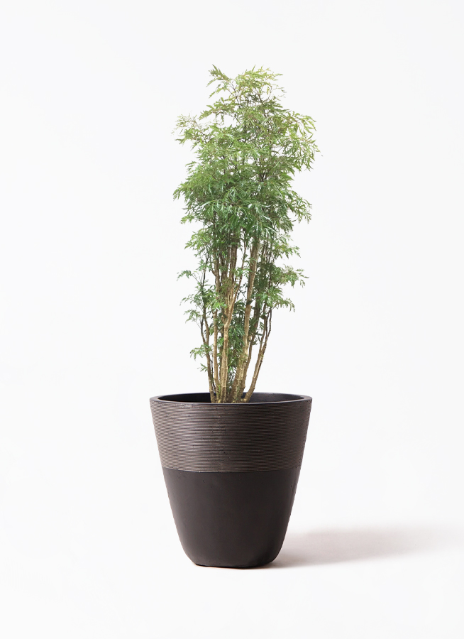 ポリシャス スターシャ | 観葉植物通販HitoHana(ひとはな)