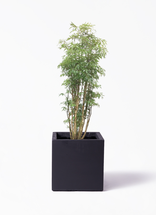 ポリシャス 8号 | 観葉植物の通販ならひとはな