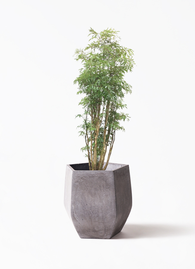 ポリシャス　スターシャイン　曲がり　盆栽 観葉植物 ポリシャス スターシャ 8号 エコストーンGray 付き | 観葉