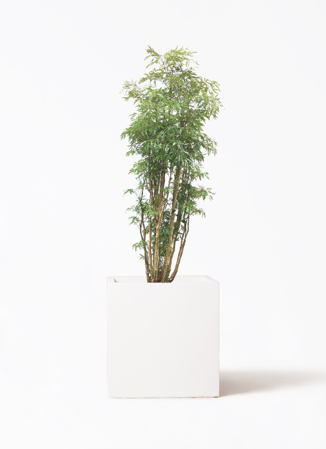 ポリシャス 8号 | 観葉植物の通販ならひとはな