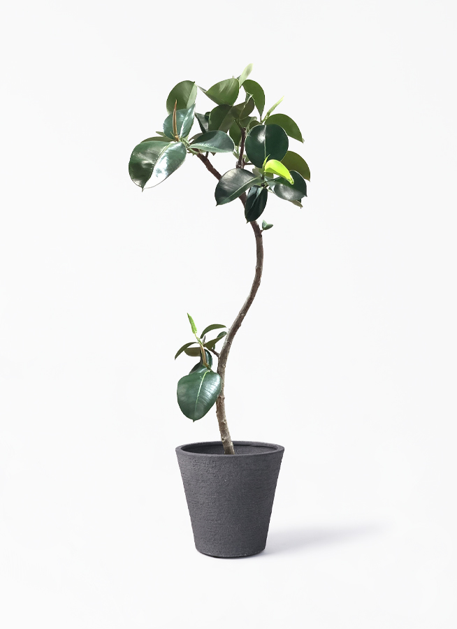 観葉植物 フィカス ソフィア 8号 曲り ビアスソリッド ブラック 付き 観葉植物ならhitohana ひとはな