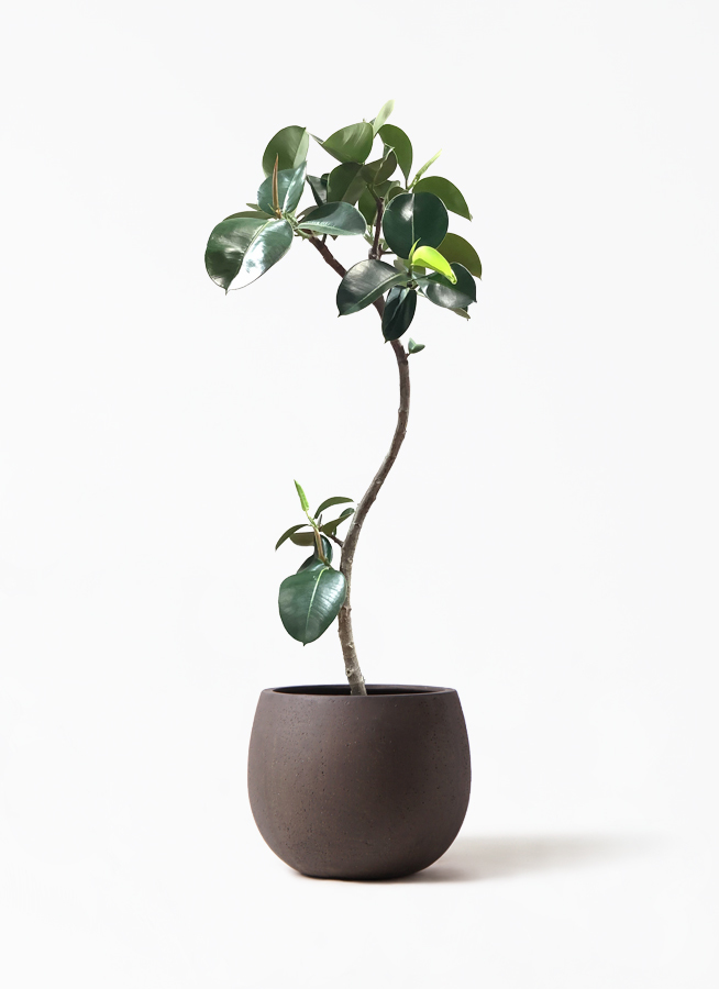 観葉植物 フィカス ソフィア 8号 曲り テラニアス ローバルーン アンティーク ブラウン 付き 観葉植物ならhitohana ひとはな