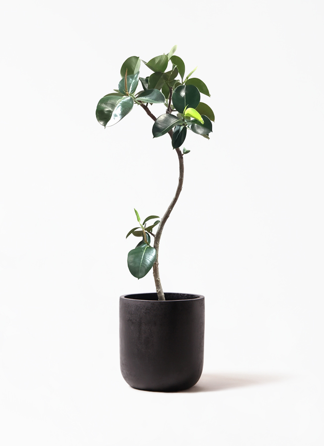 観葉植物 フィカス ソフィア 8号 曲り エルバ 黒 付き 観葉植物ならhitohana ひとはな