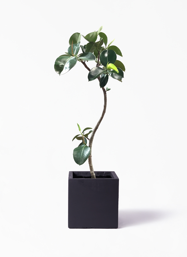 観葉植物 フィカス ソフィア 8号 曲り ベータ キューブプランター 黒 付き 観葉植物ならhitohana ひとはな