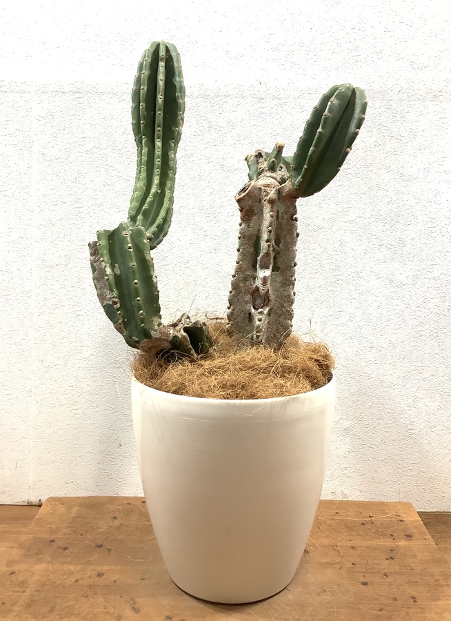観葉植物 cm 柱サボテン 8号 観葉植物ならhitohana ひとはな