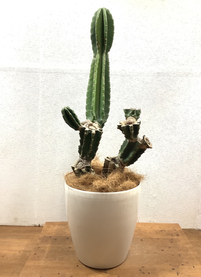 観葉植物 100cm 柱サボテン 8号 観葉植物ならhitohana ひとはな