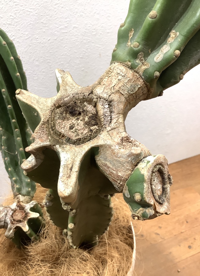 観葉植物 110cm 柱サボテン 8号 観葉植物ならhitohana ひとはな