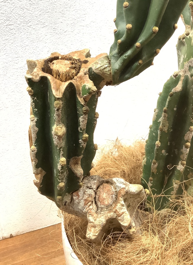 観葉植物 110cm 柱サボテン 8号 322 観葉植物ならhitohana ひとはな