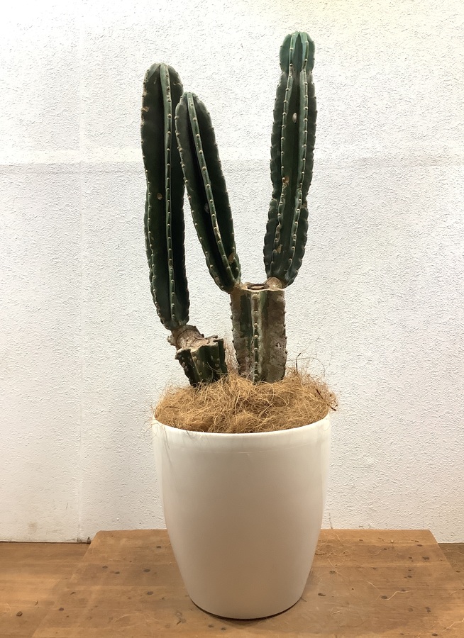 観葉植物 100cm 柱サボテン 8号 観葉植物ならhitohana ひとはな