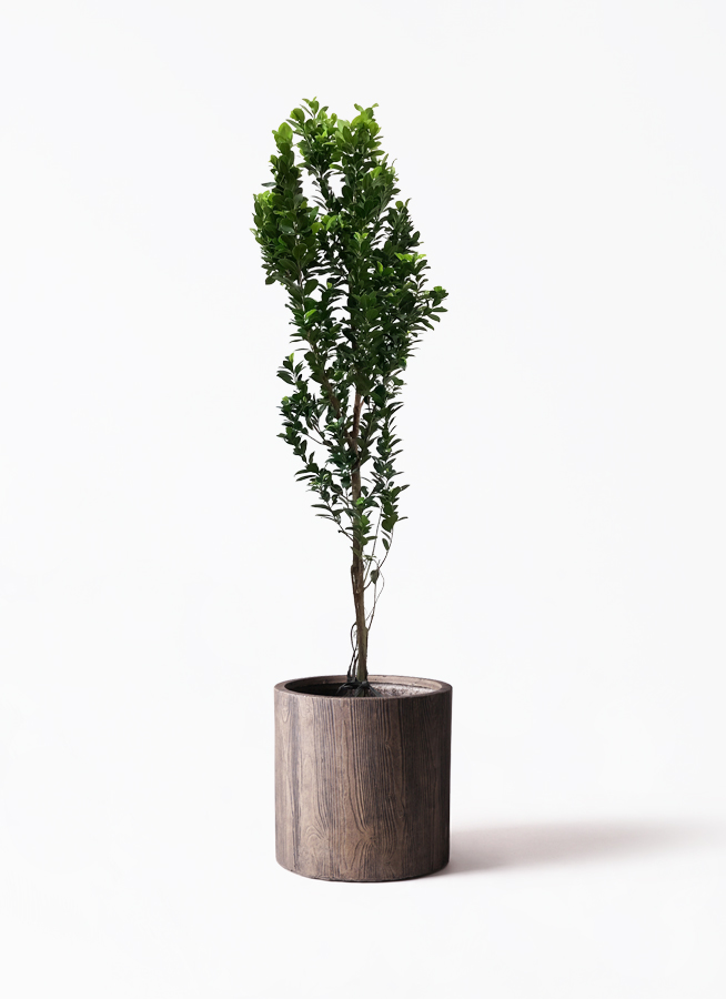 ガジュマル10年・熱帯植物・丈1,7メートル 観葉植物 ガジュマル 10号 ベビーリーフ エコストーンwhite 付き