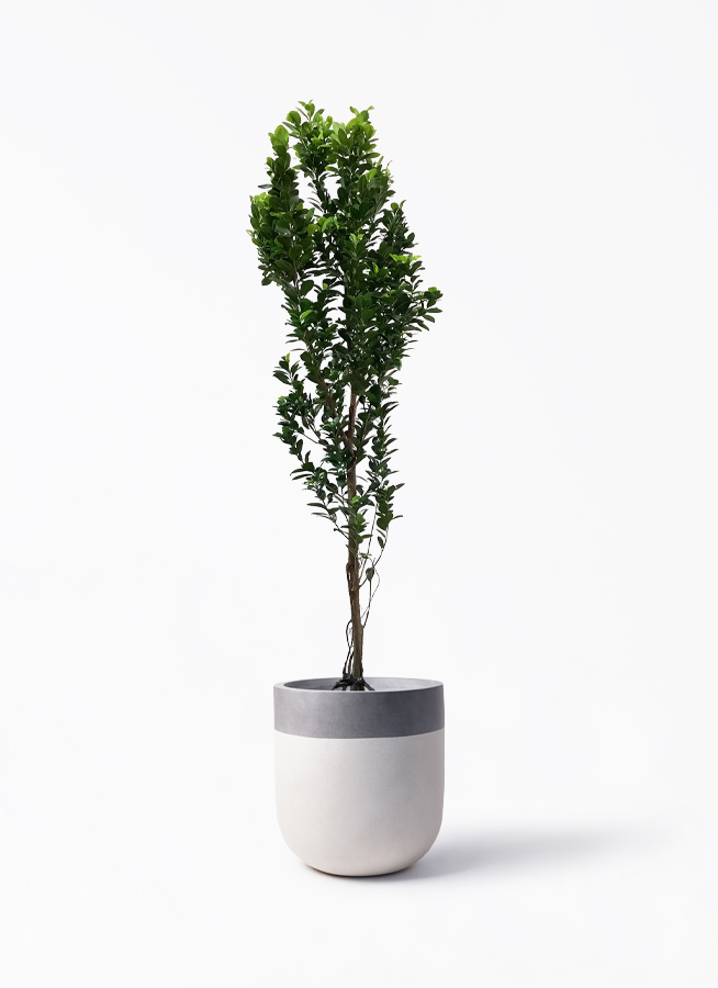 ガジュマル 10号 | 観葉植物 | 送料無料でお届け - Hitohana（ひとはな）