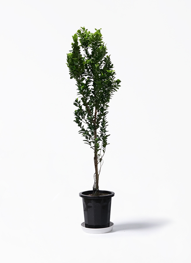 ガジュマル　ひげつき　神秘的　観葉植物　人気　610 ガジュマル ひげつき 神秘的 観葉植物 人気 610 - メルカリ