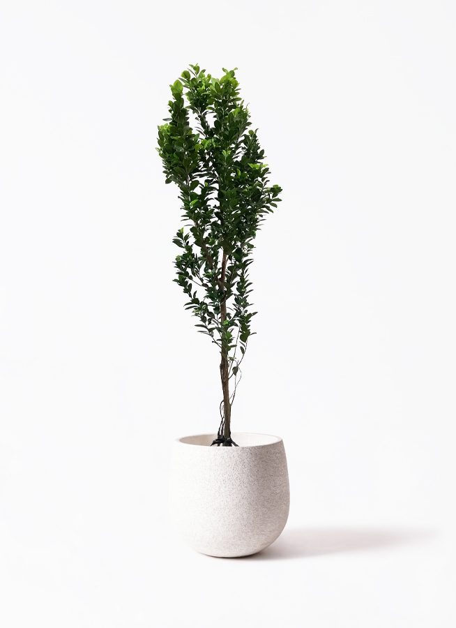 ガジュマル　ひげつき　神秘的　観葉植物　人気　610 ガジュマル ひげつき 神秘的 観葉植物 人気 610 - メルカリ