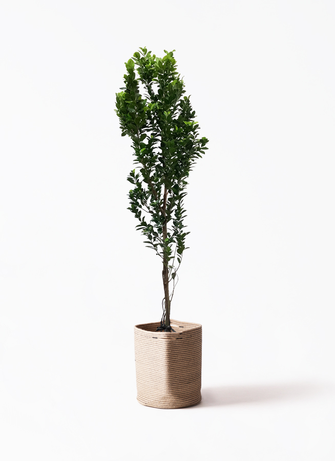 観葉植物　ガジュマル　特大　10号　約55センチ　1 観葉植物 ガジュマル 10号 ベビーリーフ プラスチック鉢 | 観葉