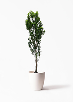 ガジュマル　10号約120cm 現品 観葉植物 おしゃれ 大型 本物 パンダガジュマル フィカス 10号