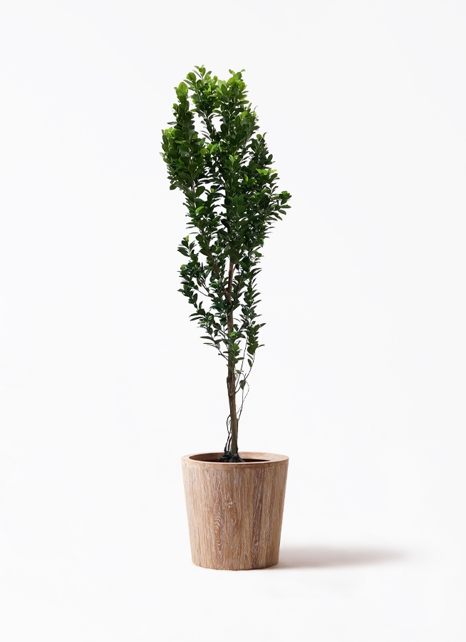 ガジュマル 10号 | 観葉植物 | 送料無料でお届け - Hitohana