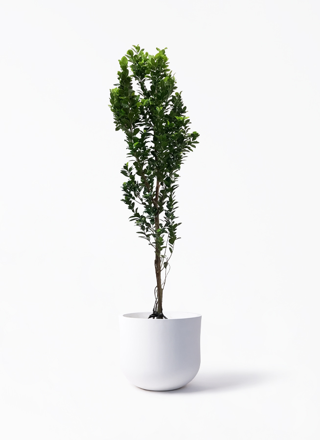ガジュマル 10号 | 観葉植物 | 送料無料でお届け - Hitohana（ひとはな）