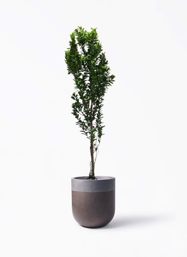 ガジュマル 10号 | 観葉植物 | 送料無料でお届け - Hitohana ガジュマル 10号 | 観葉植物 | 送料無料でお届け - Hitohana
