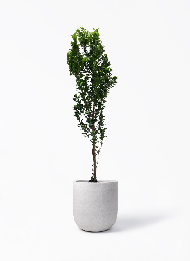 ガジュマル 10号 | 観葉植物 | 送料無料でお届け - Hitohana（ひとはな）