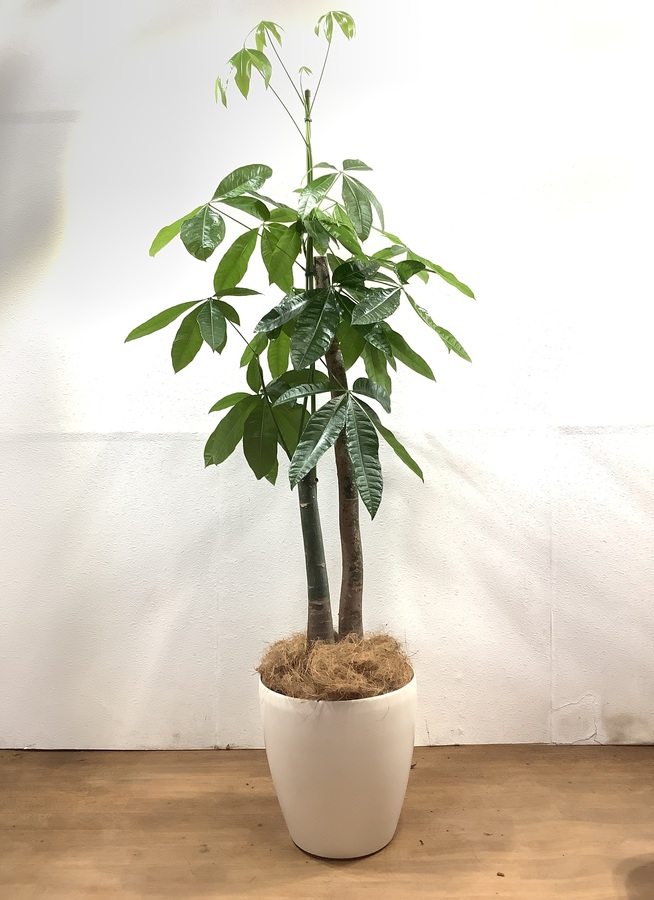 観葉植物 180cm パキラ 10号 1都3県配送限定商品 観葉植物ならhitohana ひとはな