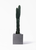 サボテン様-黒　よろしくお願いいたします pillar-cactus-182_1.jpg?1625707794