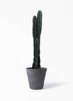 サボテン様-黒　よろしくお願いいたします pillar-cactus-169_1.jpg?1625707818