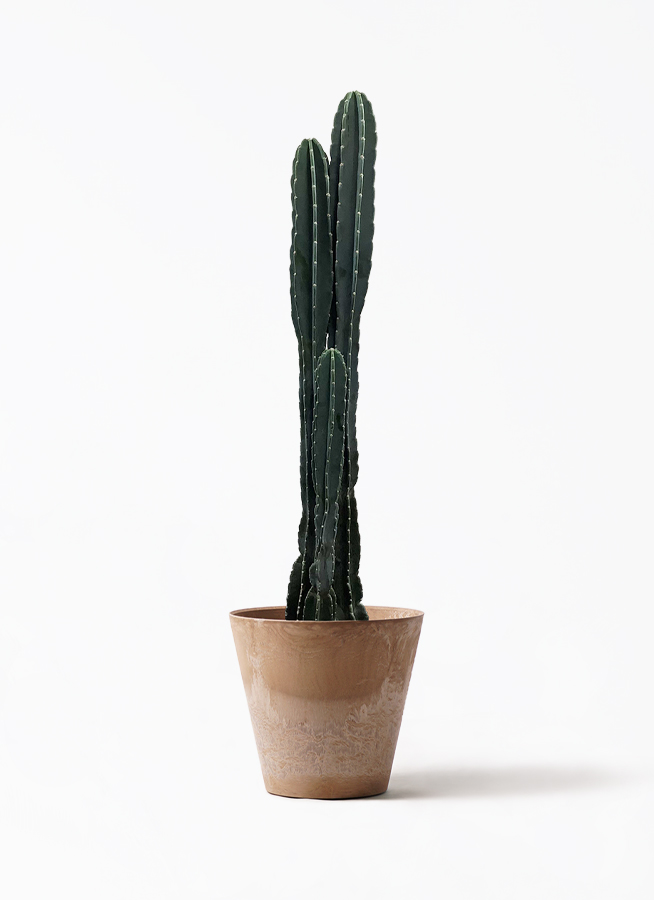 pillar-cactus-163_1.jpg?1625707828