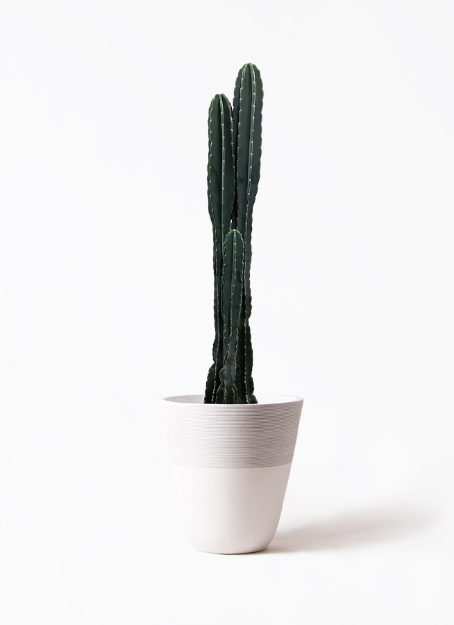 pillar-cactus-153_1.jpg?1625707847