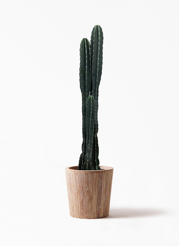 ①　柱サボテン　ブランチ　石化　10号特大 m56210431604_1.jpg?1747440543